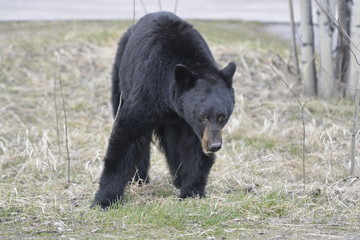 Schwarzbär