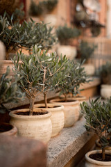 Olive trees in small pots
