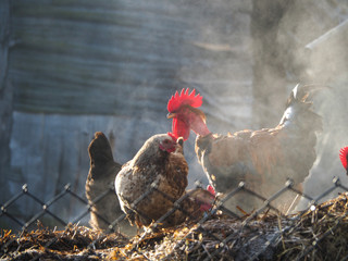 Rooster behind wire fence on the pile of manure 
