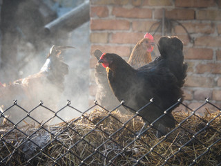 Black hen in vapours rising above a pile of manure in the backyard