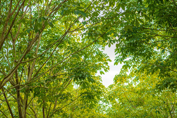 Fototapeta premium Bright green trees in nature that