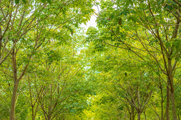  Bright green trees in nature that