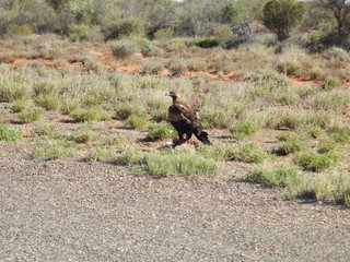 Aigle d'Australie