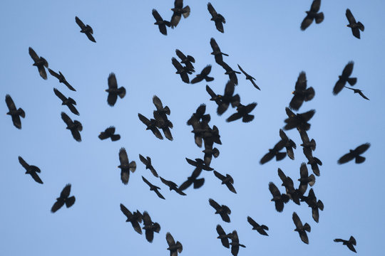 Stormo di gracchi alpini (Pyrrhocorax graculus) in volo su sfondo cielo