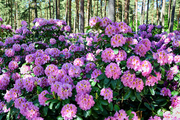 Purple rhododendrons with yellow in the middle of the flowers, a bush with green leaves, a spring garden in the afternoon.