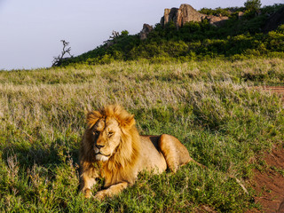 Lion lying in the gras