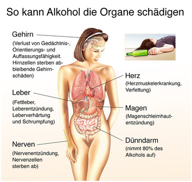 Alkohol sch&auml;digt die Organe