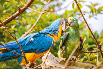 parrot on branch