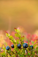 Wild blueberries.