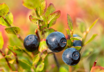 Wild blueberries.