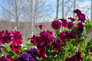 Bright flowers of petunia on the background of trees outside the window. Garden on the balcony in early spring.