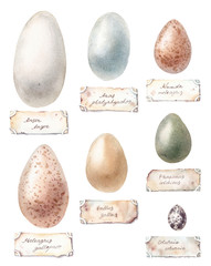 Watercolor illustration - bird eggs with latin inscriptions, easter decorations
