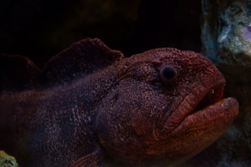 Bering wolffish