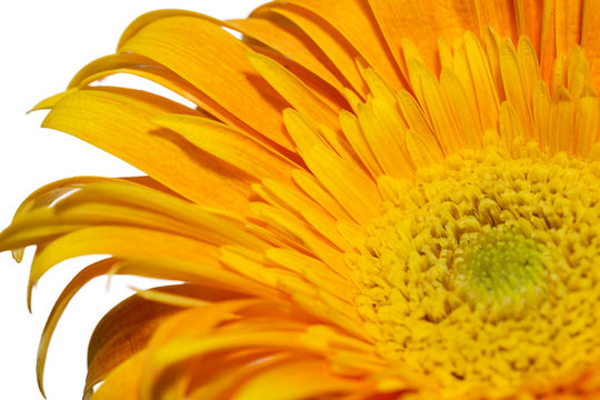 Bright Yellow Gerbera