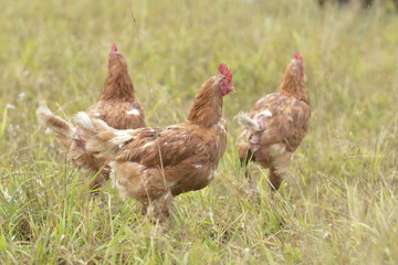 Huhn