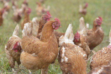 Huhn