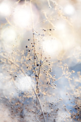 blue and brown dried frozen plants at bright sunset