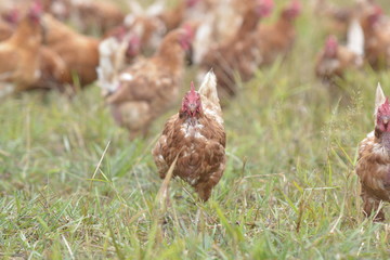 Huhn