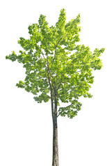 bright green large maple tree on white