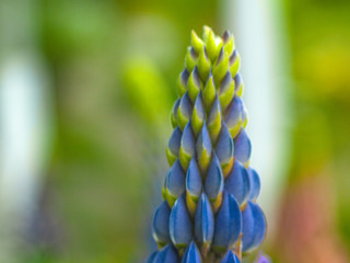 Blue Lupine