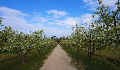 Camino de tierra rodeado de arboles en flor