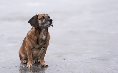 Dog sitting on a frozen lake