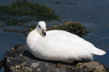 Closeup of a kelp goose (Chloephaga hybrida) in Ushuaia, Tierra del Fuego, and the Falkland Islands.
