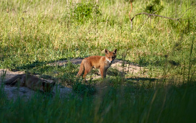 young foxes at the larva burrow in a wild natural environment