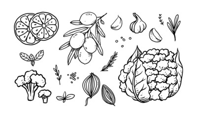 Set of vegetable, fruit & spices hand drawn vector illustration. Healthy food drawn with line art for material design