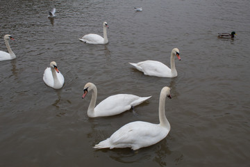 Wild white swans living on the Vistula river in the Polish city of Krakow close-up  in winter.
