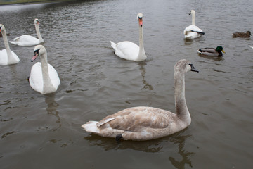 Wild white swans living on the Vistula river in the Polish city of Krakow close-up  in winter.