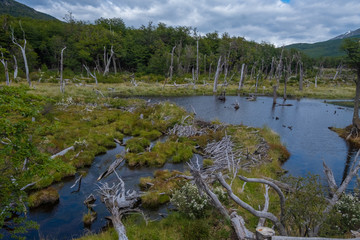 Beaver dams in river landscapes, Tierra del Fuego National Park, Ushuaia, Argentina