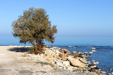 Fototapeta na wymiar The lonely tree on the beach near the sea (Mediterranean)