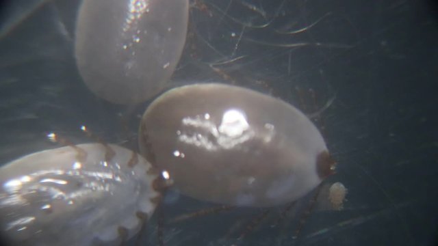 Close up Dog ticks and Flea under microscope for study in laboratory.