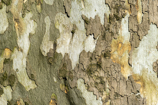 Nice texture of American Sycamore Tree (Platanus occidentalis, Plane-tree) bark. Natural green, yellow, gray and brown spotted platanus tree bark. Close-up of camouflage background for design