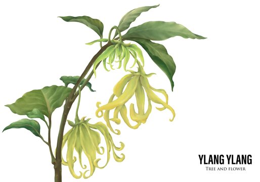 Ylang Ylang tree and flowers on white background. Colourful hand drawn  illustration. Suits with essential oil, fragrance, skincare, houseplant and garden contents.