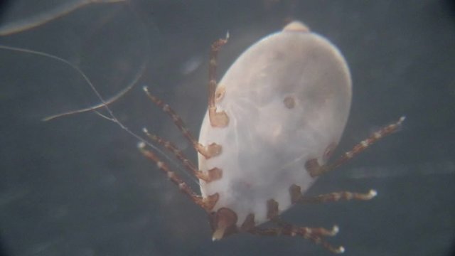 Close up Dog ticks and Flea under microscope for study in laboratory.