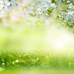 Obraz na płótnie Canvas Spring meadow with cherry blossoms
