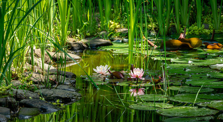 Magic of nature with pink water lilies or lotus flowers Marliacea Rosea. Nympheas are reflected in...