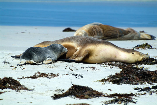 Australia, Kangaroo Island, Seal,