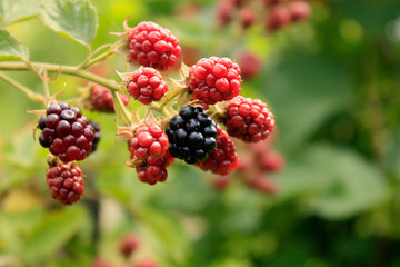 Branch of blackberry bush in the garden.