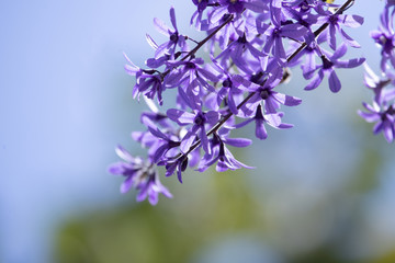 The Queen's Wreath or Sandpaper vine (Petrea volubilis) native of Brazil and very fruitful, excellent for covering pergolas, porches and arbors.