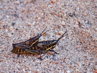 Sauterelle Australie accouplement