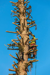 lumberjack cutting spruce tree