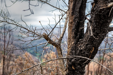 Burnt forest trees eucalyptus Monchique, Portugal, after fires. Natural disasters.
