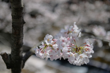 桜の花