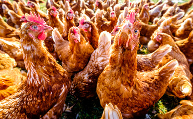 group of chicken at a farm