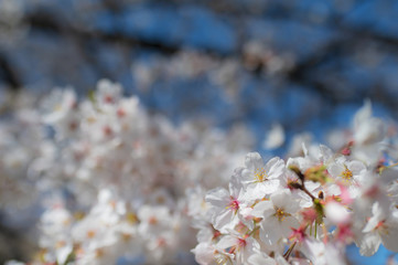 桜の花のアップ