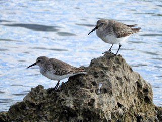 seagull on beach
