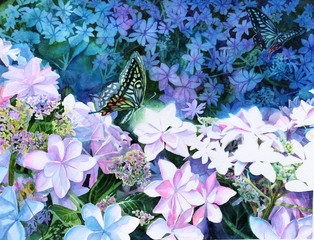 紫陽花とアゲハ蝶を描いた水彩イラスト